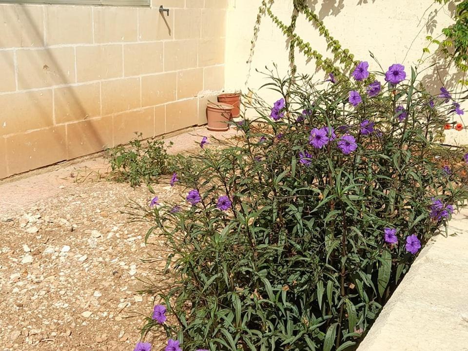 Dynesty B&B Birżebbuġa Buitenkant foto